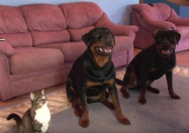 Najbardziej wyszkolony kot na świecie