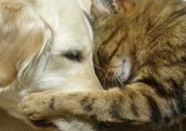 Kot zdał sobie sprawę, że nie jesteśmy w stanie nawiązać kontaktu ze szczeniakiem i leniwie podszedł do maluszka