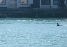 W kanałach Wenecji ponownie pływały delfiny, podczas gdy miasto zostało poddane kwarantannie. Wideo