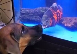 „Ja ci pokażę”: walka ryby w akwarium z psem. Wideo