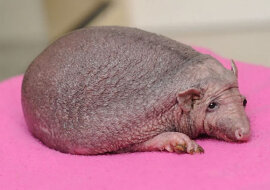 Szczęśliwe życie łysego jeża: masaże i smakołyki każdego dnia