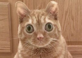 Najbardziej „zaskoczony” kot został znaleziony w USA