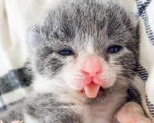 Buldogi francuskie, którzy straszą złym wyglądem, wcale nie są złymi psami. Przecież uratowali życie kotka