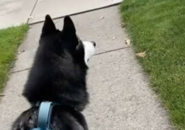 Husky był bardzo zaskoczony dekoracjami przed Halloweenem - jego reakcja jest przezabawna. Wideo