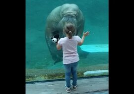 Mors pocałował małą dziewczynkę przez szkło w zoo i podbił sieć