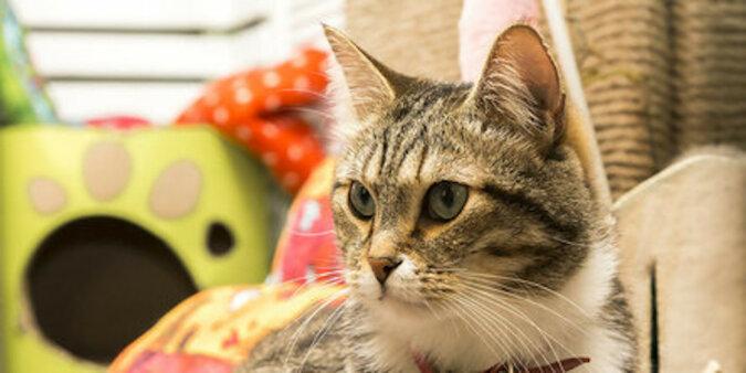W Turcji kotka przyprowadziła swoje chore kocięta bezpośrednio na izbę przyjęć. Wideo