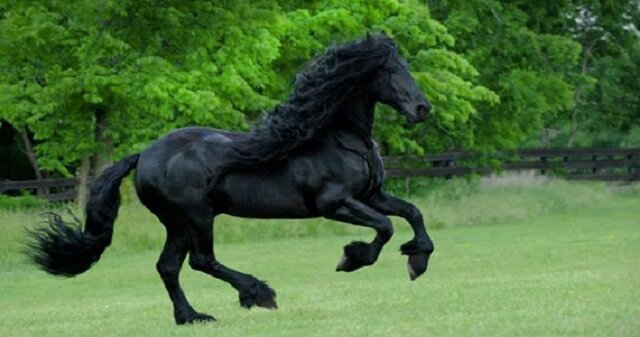 Poznaj Frederika Wielkiego, „Najprzystojniejszego konia świata”