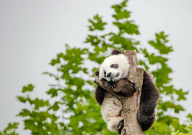 Nie zostawiaj mnie: mała panda nie chciała puścić pracownika Zoo. Została gwiazdą