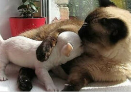 Wspaniałe zestawienie zwierząt - przyjaciół. Zdjęcia