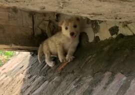 Śliczny biały szczeniak zdał sobie sprawę, że ludzie go nie potrzebują i zamieszkał pod mostem. Zabrałem go do siebie