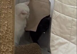 Spóźniony kot próbował cicho wejść do domu, ale natknął się na oczekującą kotkę. Wideo