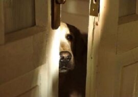 Krótki, ale poruszający filmik o psach. Twórca ma nadzieję, że wideo zmieni podejście ludzi