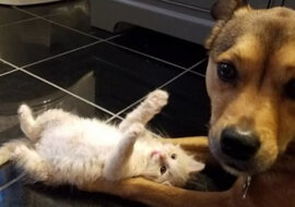 Czasami porzucone zwierzęta są ratowane nie przez ludzi. Ten pies adoptował porzucone kocięta