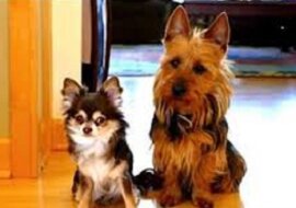 Zapytała swoje psy „Kto zrobił kupkę w kuchni?”. Spójrz na reakcję tego po prawej