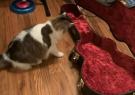 Dziwna i zabawna reakcja kota na dźwięk gitary. Wideo