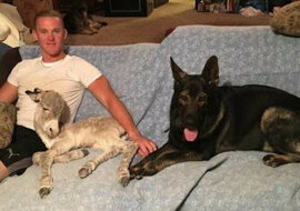 W USA mieszka osioł, który zachowuje się jak szczeniak