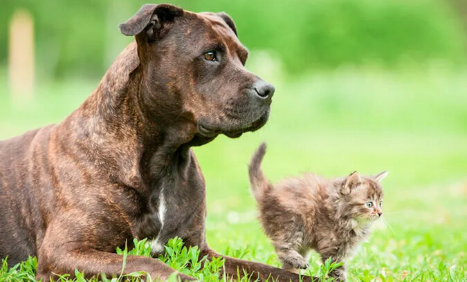 Miły pitbull przyprowadził do domu ciężarną kotkę i pomógł jej przy porodzie
