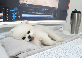 Śliczny szpic podbił serca milionów użytkowników sieci. Wideo