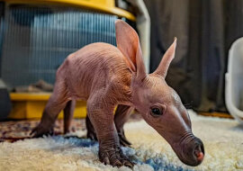 Urodził się cudowny Dobby