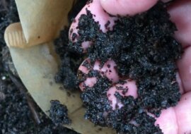 Dowiedziałam się o zastosowaniu fusów po herbacie w ogrodzie. Już zaczęłam je zbierać