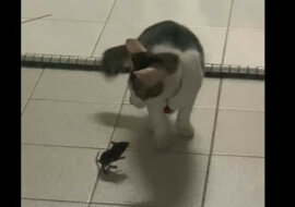 Jak Tom i Jerry: mysz sprawiła, że ​​kot uciekł. Zabawne wideo