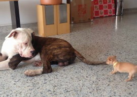 Chihuahua drażni buldoga amerykańskiego. Wideo