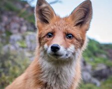 Lisek gdzieś ciągnie norweskiego fotografa. Wideo