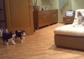 Do pokoju wbiegają szczenięta husky. Zobacz jak mama ich zabawia