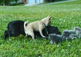 Mały Chihuahua o imieniu Charlie uratował kocięta przed dużym psem