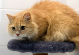 Kot na kole do biegania stał się uosobieniem lenistwa wszystkich odchudzających się. Wideo