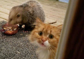 Komiczna reakcja kota na oposa kradnącego karmę dla kotów