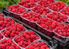 Jak zwykła soda oczyszczona uratowała moje malinowe krzewy