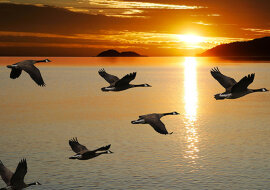 Zagadka, dlaczego ptaki latają w kluczu, wreszcie rozwiązana