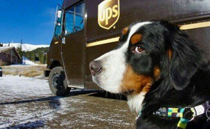 Czego tylko nie zobaczysz: Kurierzy UPS w Stanach Zjednoczonych dzielą się zdjęciami zwierząt, które spotykają na co dzień