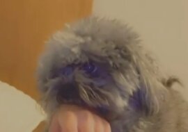 Pies gryzący dziewczynę udaje niewinnego, gdy dziewczyna zaczyna wołać mamę. Zabawne wideo