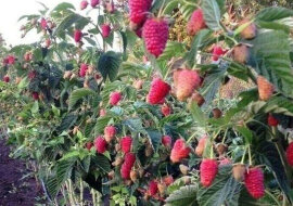 Jak uzyskać 10 wiader malin z ogródka o wymiarach 10 x 2.5m?