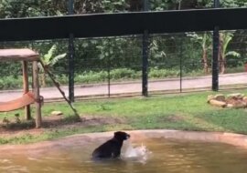 Niedźwiedź przez wiele lat żył w ciasnej klatce, zobacz co zrobił gdy wypuszczono go na wybieg. Piękne