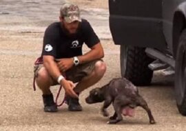 Sunia „poprosiła” ratowników o odnalezienie jej szczeniąt. Ich spotkanie wzruszy każdego