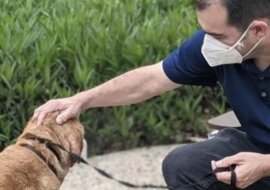 Starszy pies wrócił do właściciela po 10 latach błąkania się