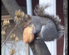Wiewiórki, które rozśmieszą cię. Wideo