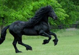 Poznaj Frederika Wielkiego, „Najprzystojniejszego konia świata”