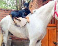 Ludzie nazywają tego psa rasy doberman „zaklinaczem koni”