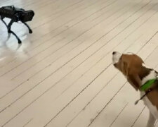 Czym jesteś? Pies nie jest bardzo zadowolony ze spotkania z robotem. Wideo