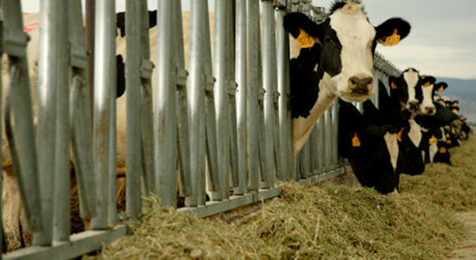 Turecki rolnik zwiększa mleczność, łącząc krowy z wirtualną rzeczywistością