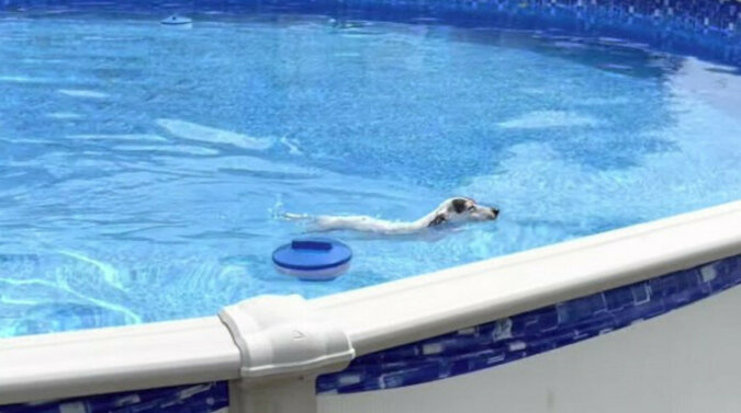 Pies znalazł ciekawy sposób, aby wydostać się z basenu. Wideo