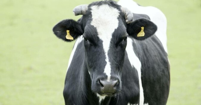 W Holandii krowy żwawo wybiegły na dwór pierwszy raz po zimie i wróciły do stodoły. Jest zimno