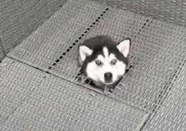 Husky są zabawne, ale nie zawsze: ciekawy incydent z psem rozbawił użytkowników Internetu. Wideo