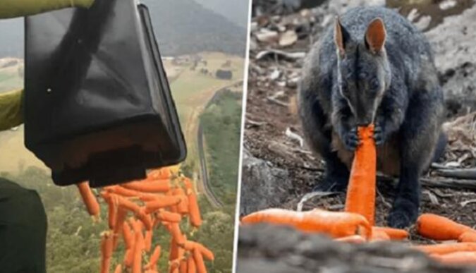 Australijczycy karmią uratowane dzikie zwierzęta zrzucając warzywa z samolotów
