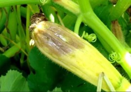 Co należy zrobić, jeśli zalążki cukinii żółkną i gniją