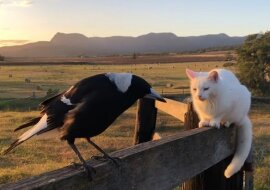 Wideo: Sroka, która wyobrażiła siebie kogutem